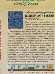 Семена Лобелия "Император Вилли", цветы