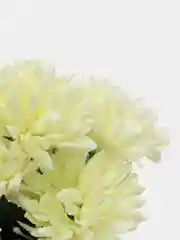 Белый искусственные цветы хризантемы, букет.