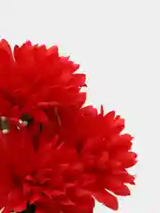 Красный искусственные цветы хризантемы, букет.