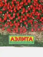 Петуния "Джоконда" алая (семена, цветы)