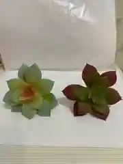 Бордовый суккулент