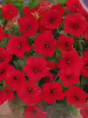 Петуния Аморе мио F1 (семена,цветы)