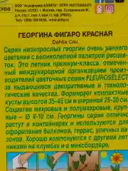 Семена Георгина "Фигаро Красная"