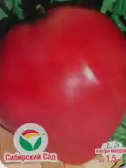Семена Томат  Бычье сердце красное  набор 1, 3, 5 уп