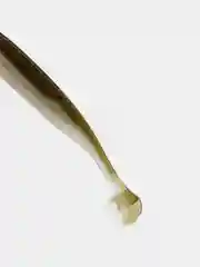 Золотой приманка Shiner 3" (7.6 см) - 2 штуки