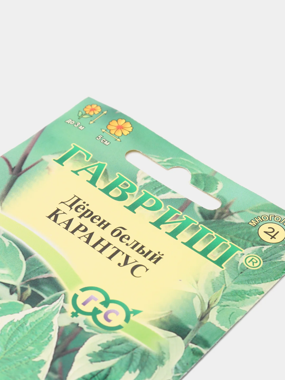 Дерен белый Карантус (семена лесной уголок)