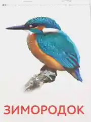 Книги "Карточки Домана. Окружающий мир"