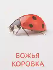 Книги "Карточки Домана. Окружающий мир"