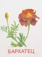 Книги "Карточки Домана. Окружающий мир"