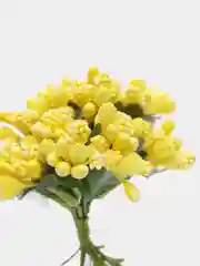 Горчичный тычинки с сахарными вставками. 12 штук