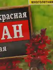 Семена Лобелия "Вулкан" красная