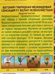 Бегония Сенсация белая (семена,цветы)