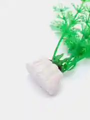 Зеленый растение для аквариума