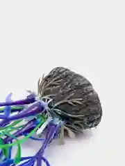 Фиолетовый растение для аквариума