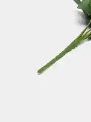 Красный хризантемы