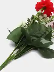Красный хризантемы