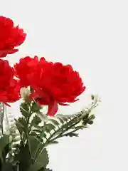 Красный хризантемы