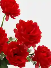 Красный хризантемы