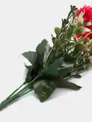Фуксия хризантемы