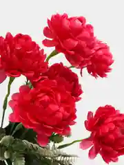 Фуксия хризантемы