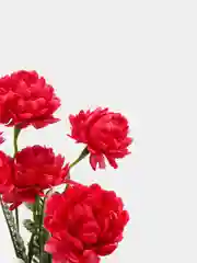 Фуксия хризантемы