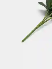 Белый хризантемы