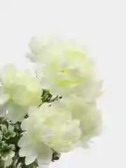 Белый хризантемы