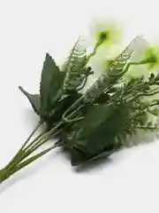 Белый хризантемы