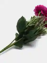 Фиолетовый хризантемы
