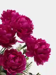 Фиолетовый хризантемы