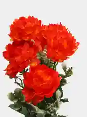 Оранжевый хризантемы