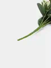 Розовый хризантемы