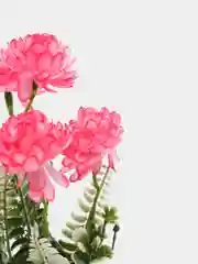 Розовый хризантемы