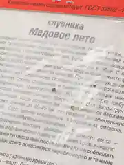 Клубника Медовое лето (семена)