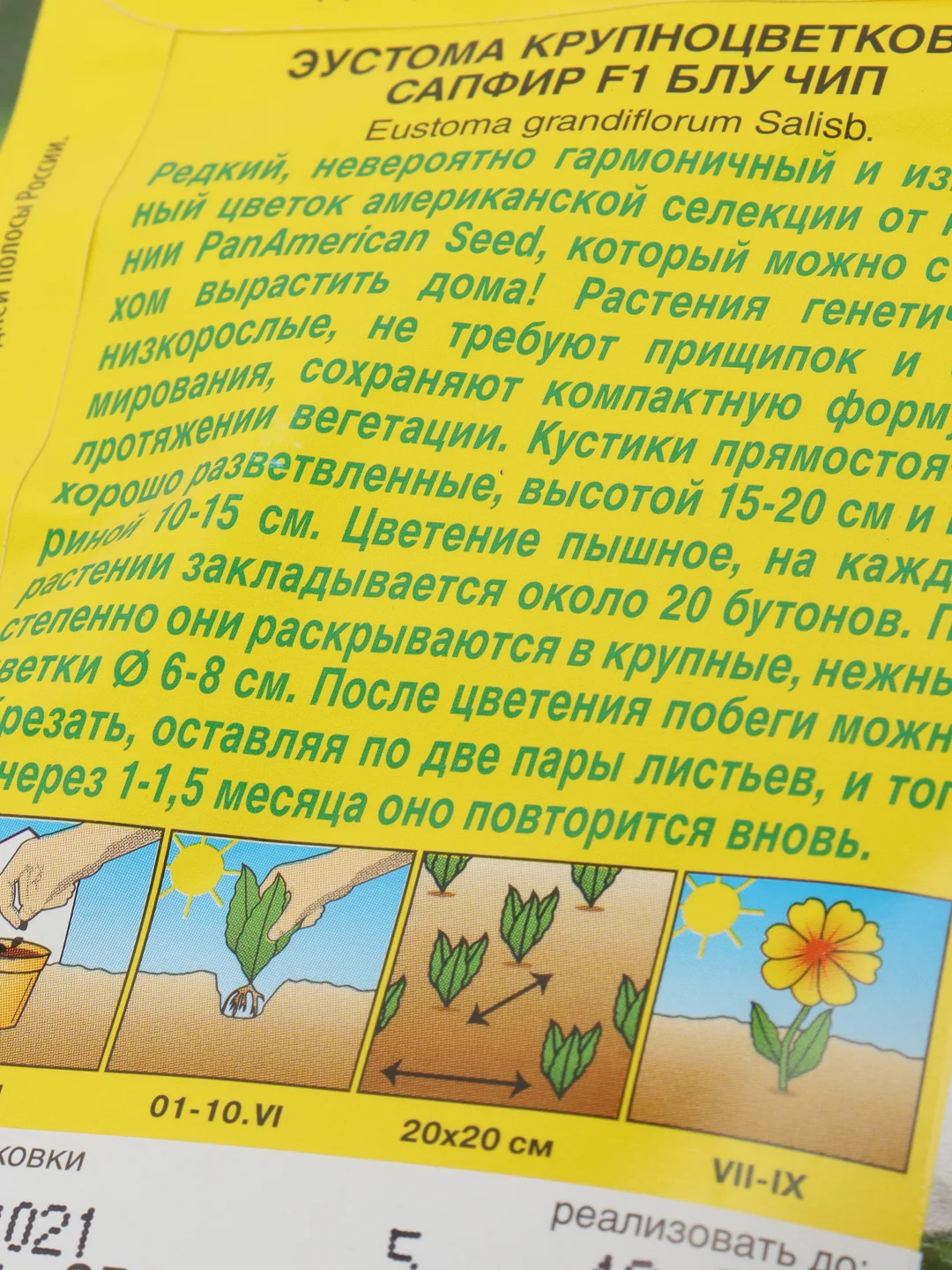 Семена цветы "Эустома Сапфир блу чип"