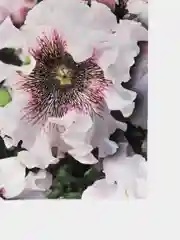 Петуния Альба (семена,цветы)