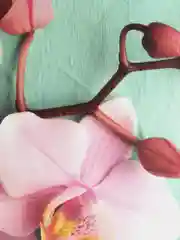 Папка на резинках BRAUBERG "FLOWER", А4, цветная печать