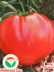 Томат Розовый мед (семена)