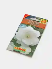 Бегония Камелия белая (семена,цветы)