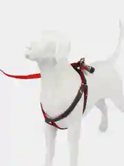 Красный шлейка с поводком для собак и кошек