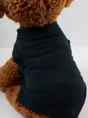 Черный хлопковая футболка для собак