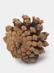Украшение для новогоднего декора "Шишки еловые и сосновые 10 шт+3"