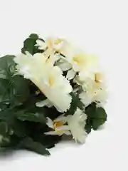 Искусственные цветы. Герберы (букет двухцветный). Композиция. Высота: 350 мм
