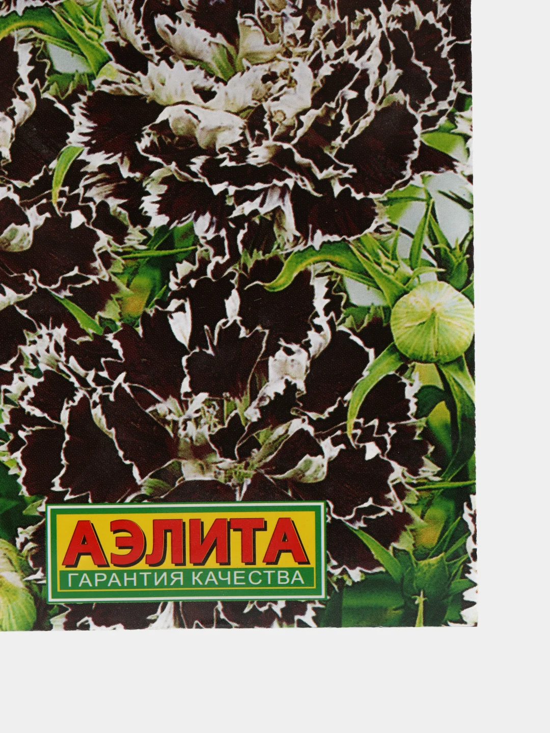 Гвоздика Цыганка китайская (семена,цветы)