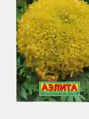 Семена Бархатцы "Золотые купола"