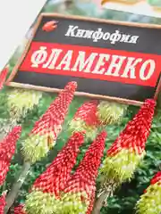 Книфофия Фламенко (семена аэлита)