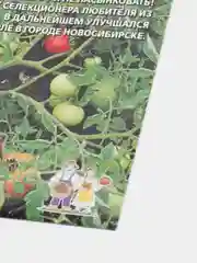 Семена Томат "Монгольский карлик"