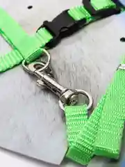 Лайм шлейка прогулочная для кошек с поводком, поводок для собак мелких пород  , регулируемая