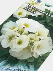 Примула высокая Альба (семена,цветы)