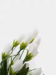 Белый цветы искусственные